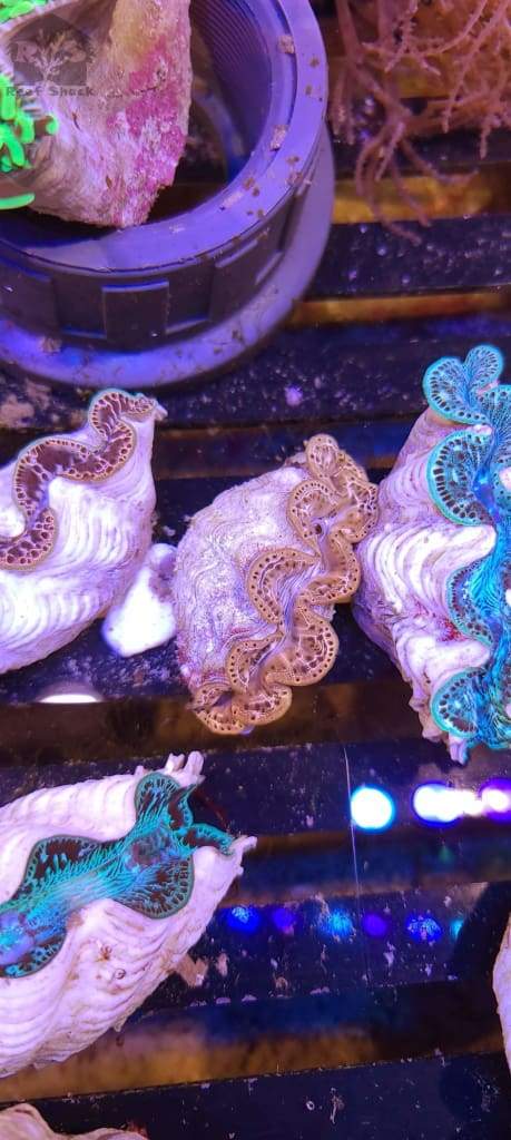 Tahitian Blue & Gold Maxima Clams - JQ's ReefShack LLC