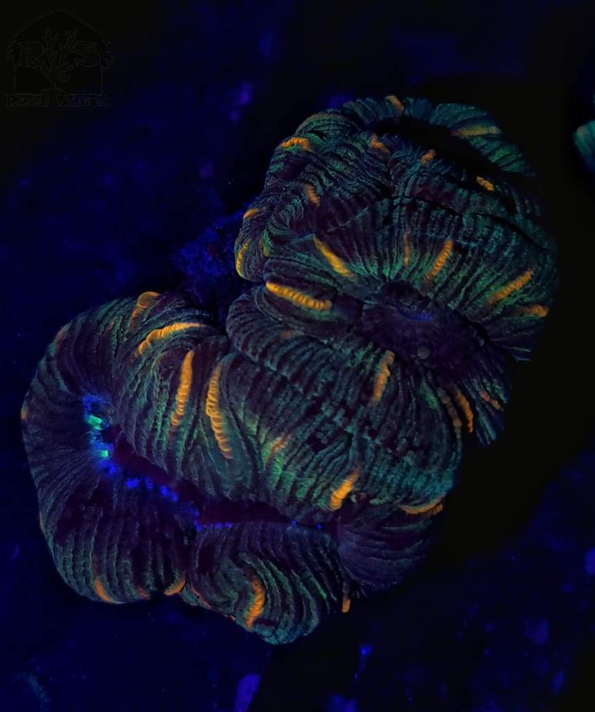 Trachyphyllia, Brain Coral Sm - JQ's ReefShack LLC