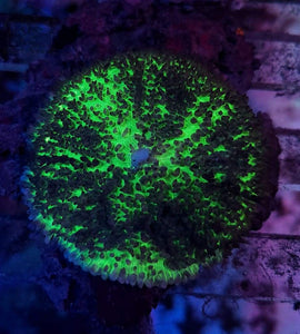 Ultra Green Hairy Mushroom Coral Wysiwyg - JQ's ReefShack LLC