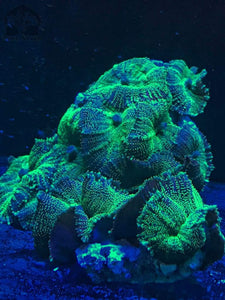 Ultra Green Rhodactis Mushroom (price per polyp) - JQ's ReefShack LLC