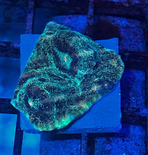 Ultra Mysidium Chalice Frag Coral - JQ's ReefShack LLC