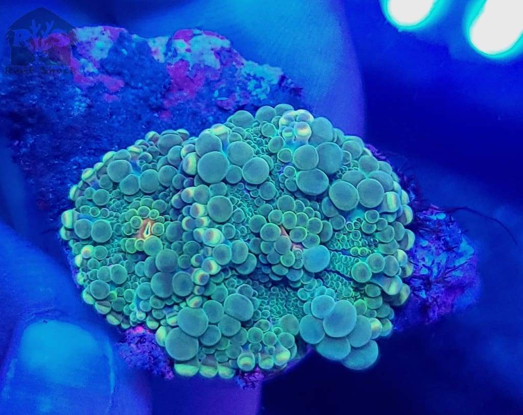 Wysiwyg Bounce Mushroom Coral - JQ's ReefShack LLC