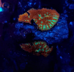 Wysiwyg Emeralds On Fire Rhodactis Mushrooms - JQ's ReefShack LLC