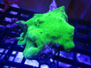 WYSIWYG Green Psammacora mini colony - JQ's ReefShack LLC