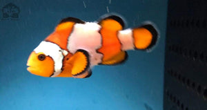 Wysiwyg Snowflake Clownfish 2” - JQ's ReefShack LLC