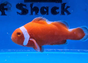 WYSIWYG Tangerine Albino Clownfish - JQ's ReefShack LLC