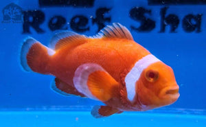 WYSIWYG Tangerine Albino Clownfish - JQ's ReefShack LLC